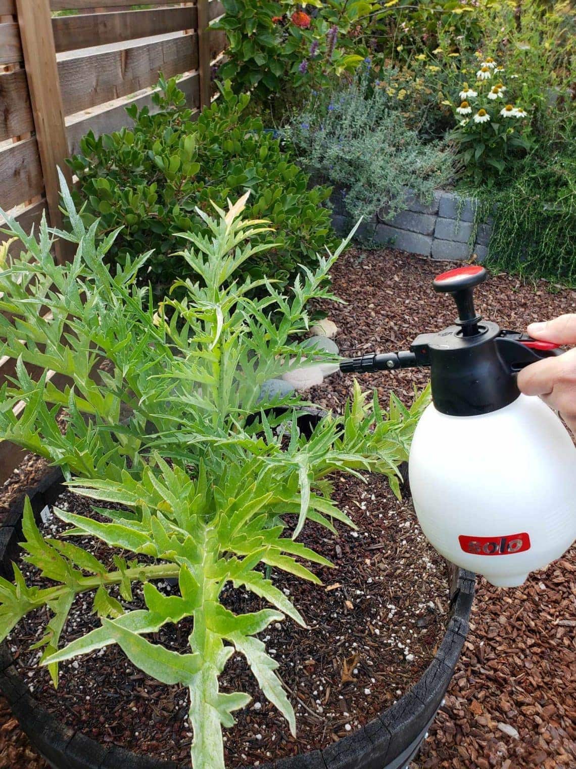 A hand is holding a one-gallon pump spray bottle, poised over an artichoke plant growing in a wine barrel and spraying neem oil on it
