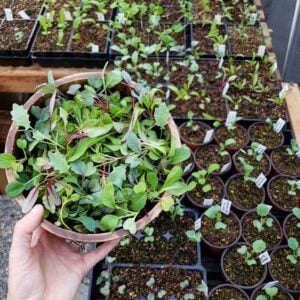 A small bowl of thinned seedlings is being held over a number of seedling trays with a small seedling growing in each of the cells.