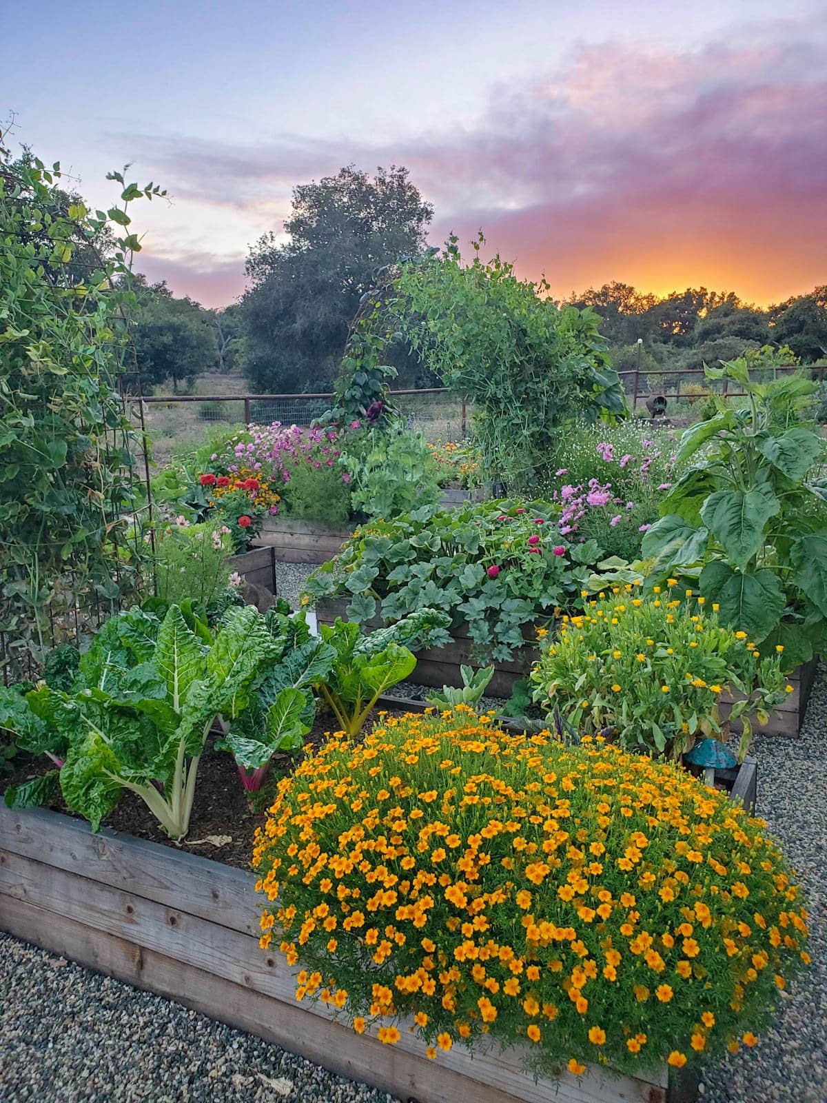 Many raised beds are full of both vegetable plants and flowers, many in full bloom as the sun sets on the horizon. 