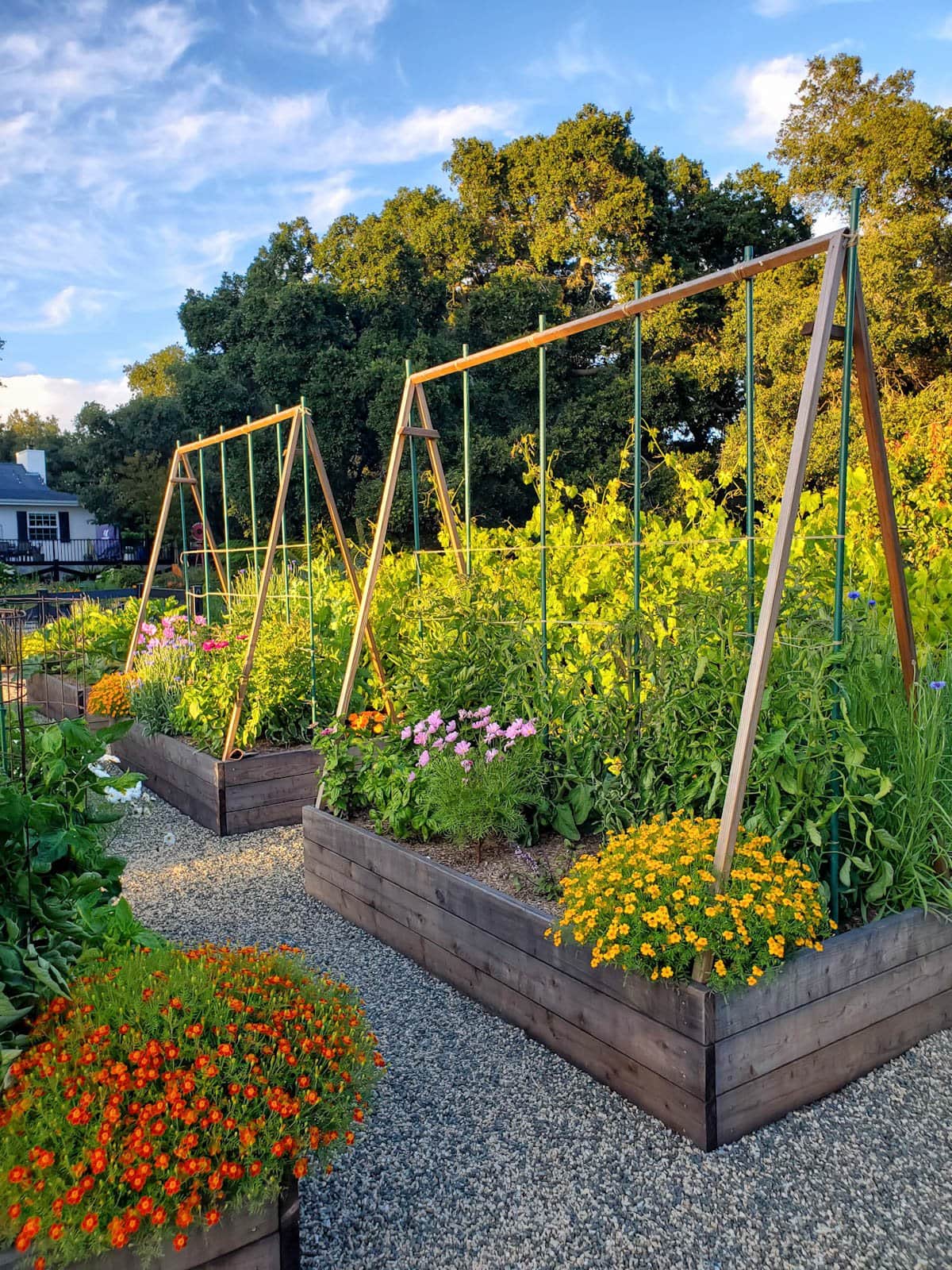 Two raised beds with an A-frame trellis contain a variety of vegetable and flowers growing in them. 