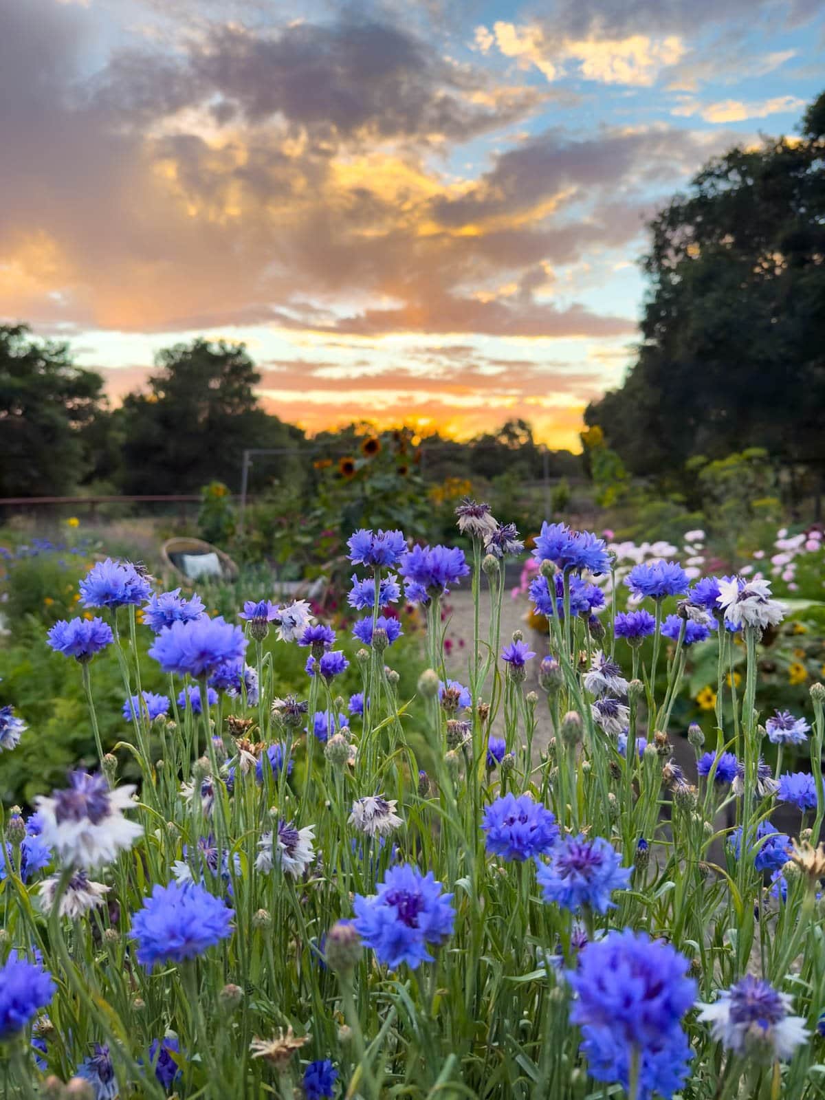 A large Bachelor buttons plant readily blooms with a large garden with a variety of plants is in the background. 
