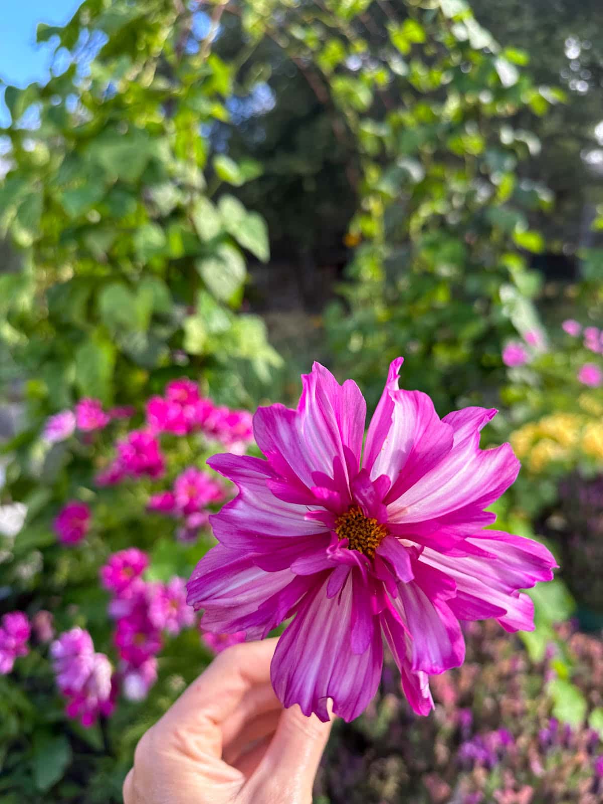 A hand is holding a cosmos which is a bright purple and white swirl of sorts. 