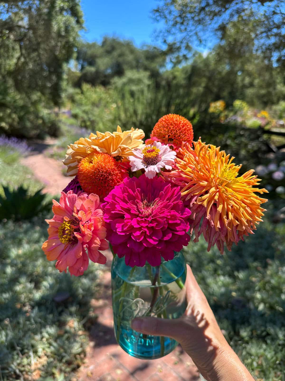 A bouquet of zinnias is inside a blue Ball mason jar filled with water as the vase. 