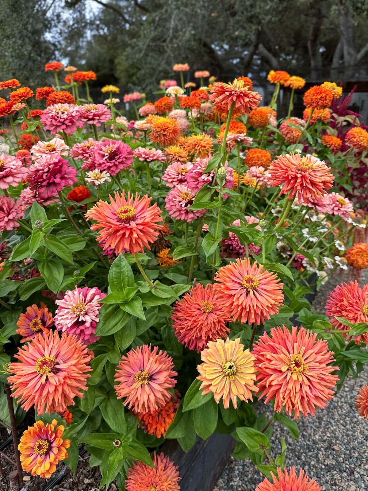 A garden bed is full of a variety of zinnia plants which are all in full bloom, the colors range from pink to orange to yellow and shades in between. 