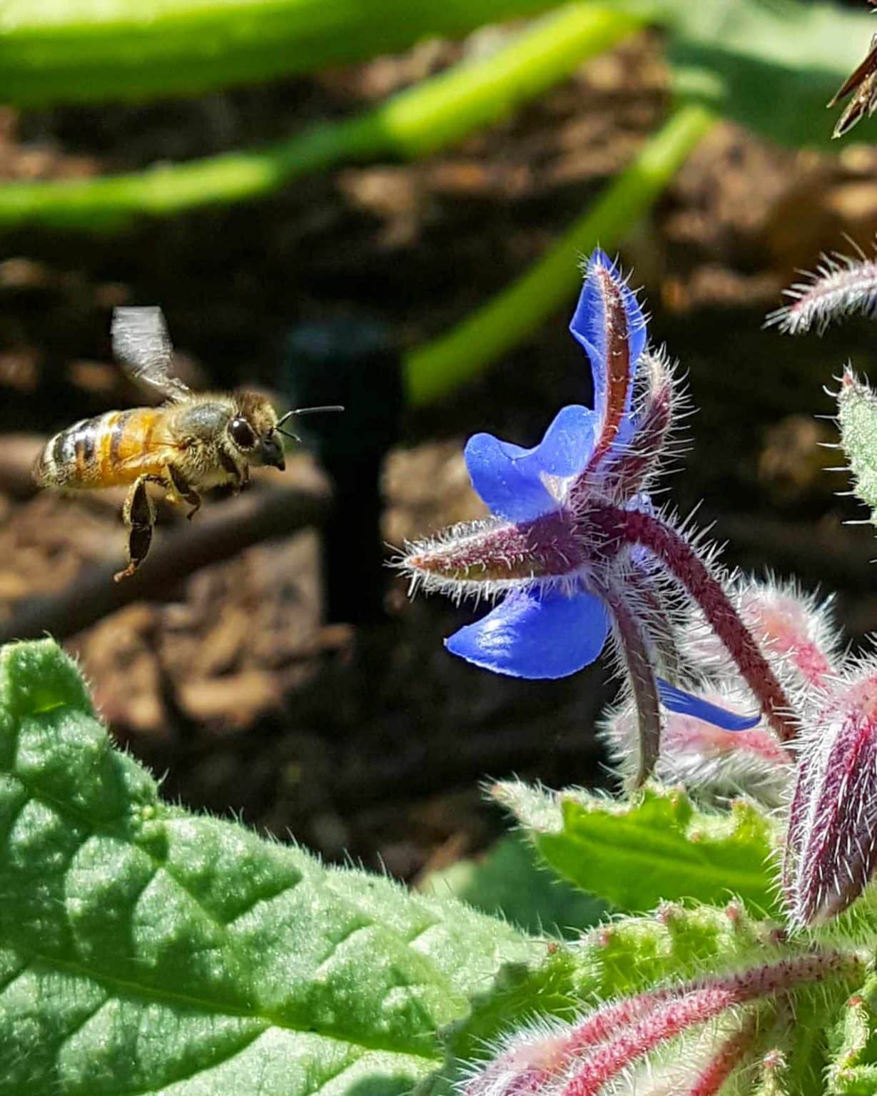 7 Best Easy Annual Companion Flowers to Grow from Seed Homestead and