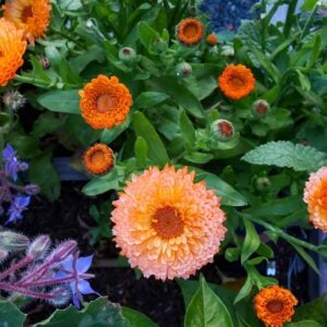 Orange calendula flowers are blooming on dark green plants along with purple borage flowers peaking in from the side.