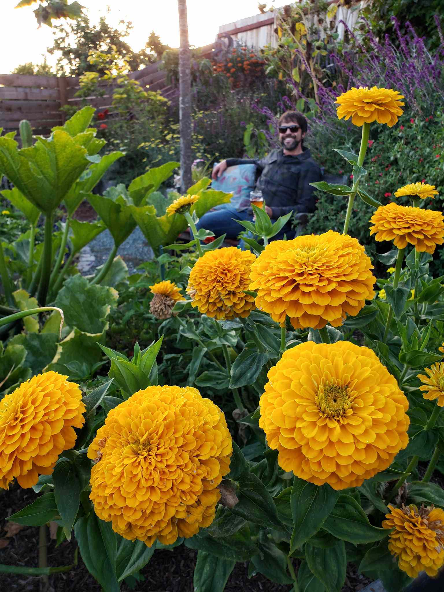Pillowy golden zinnias are in the foreground, a man is sitting on a bench in the background smiling at the view of flowering plants all around. There are squash plants, sage, salvia, as well as various trees throughout the image. 