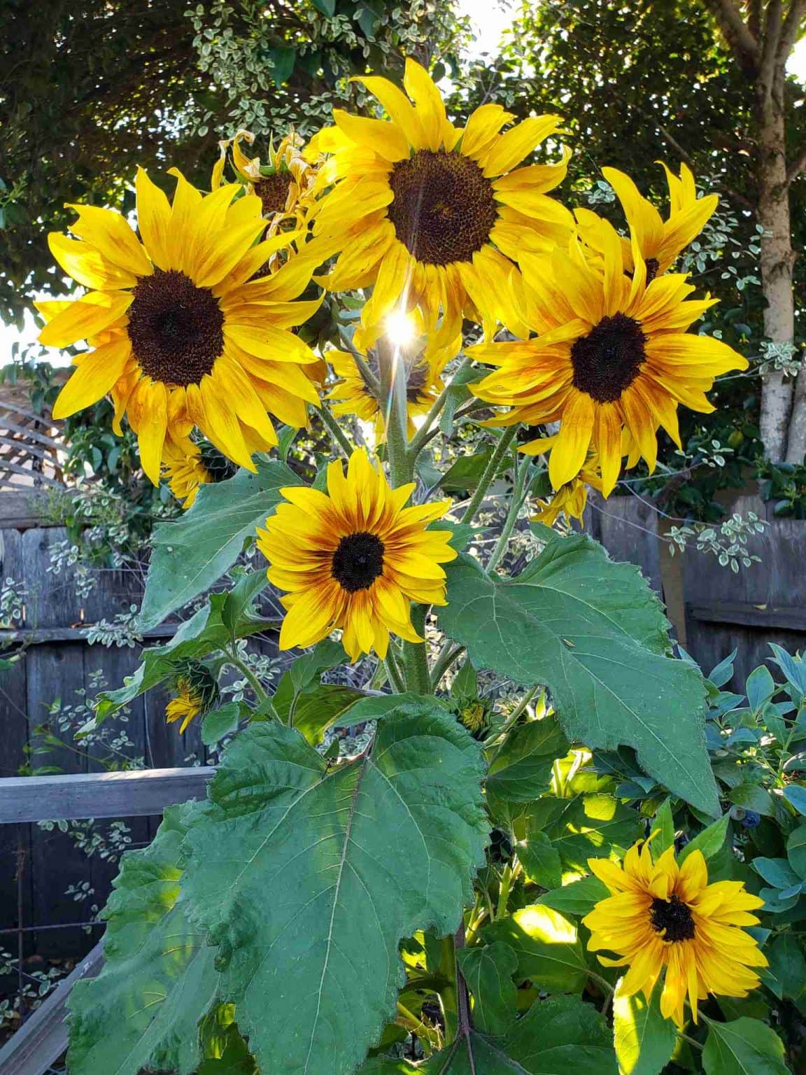 7 Best Easy Annual Companion Flowers to Grow from Seed Homestead and