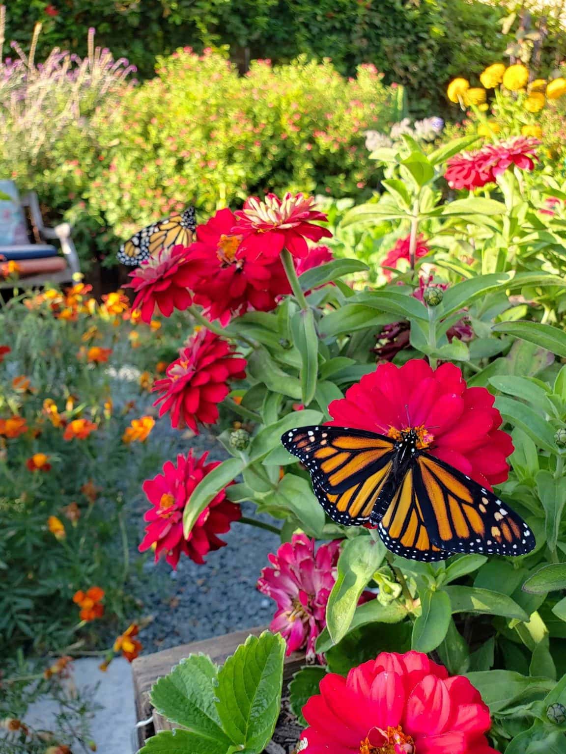 7 Best Easy Annual Companion Flowers to Grow from Seed Homestead and