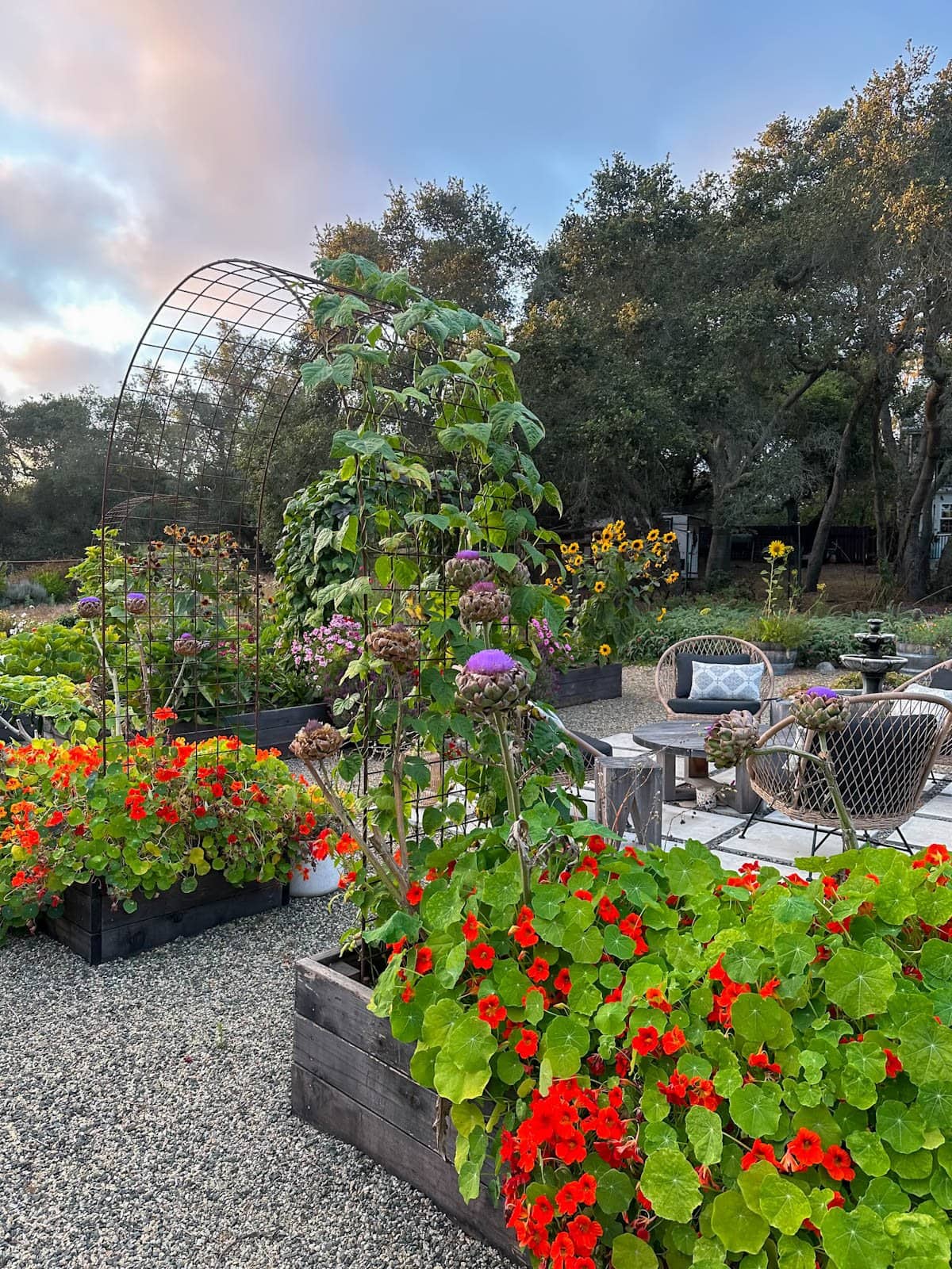 Nasturtium plants growing in two raised beds with artichoke stalks shooting upwards amongst the plants. 