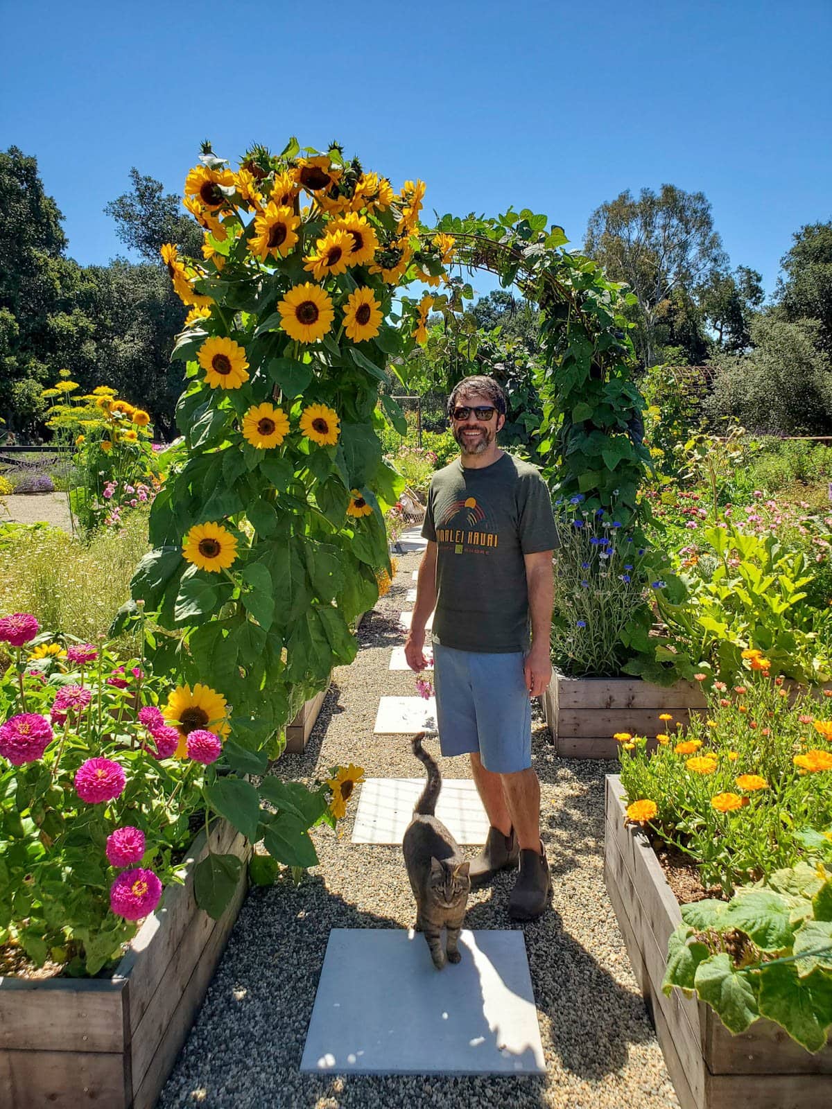 Aaron and a cat stand next to a large sunflower plant that has around twenty flowers growing off of it and it stands at least three to four feet overhead. 