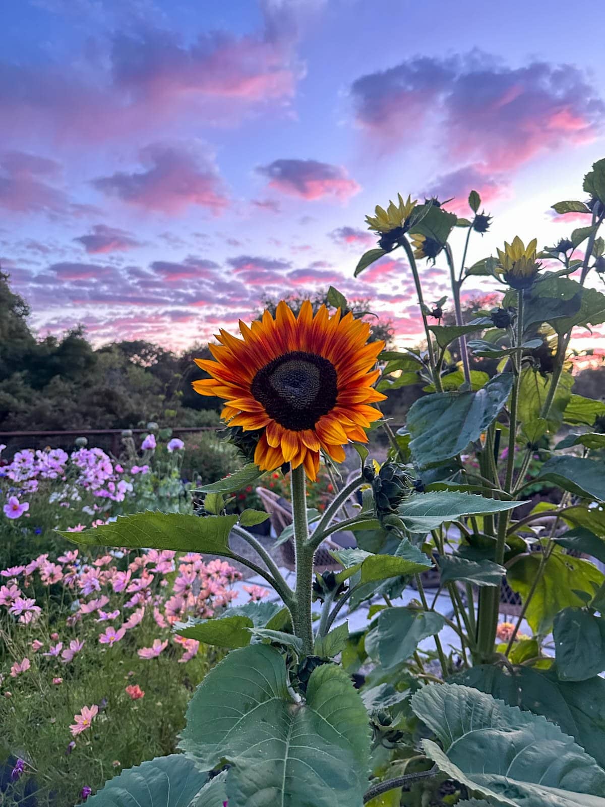 A large sunflower head is blooming with bright orange to red petals. Another plant is nearby with many flower heads emerging as well as different flower varieties in the background. 