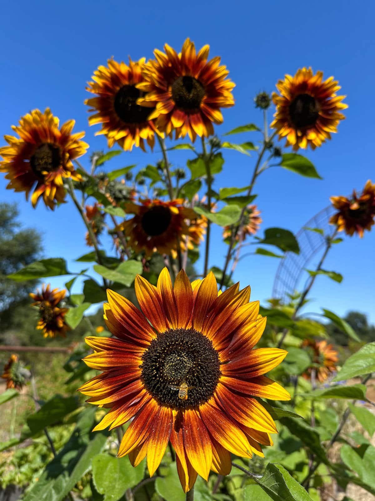 A bee approaches a large sunflower head to collect pollen. 