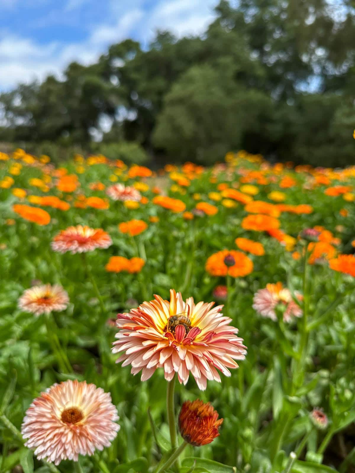 A bee collects pollen on a strawberry blonde calendula variety. Many blooms of different calendula plants are in the background. 