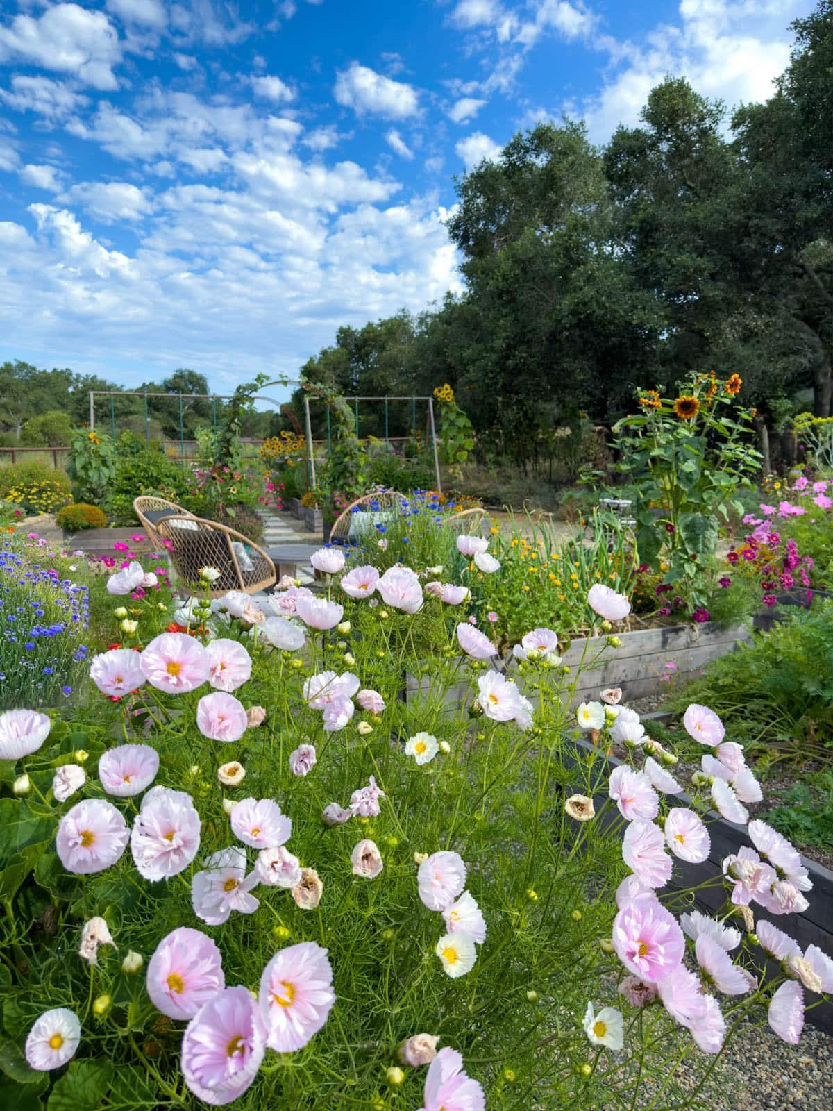 A large sprawling cupcake cosmos variety takes up the entire end of a garden bed. 