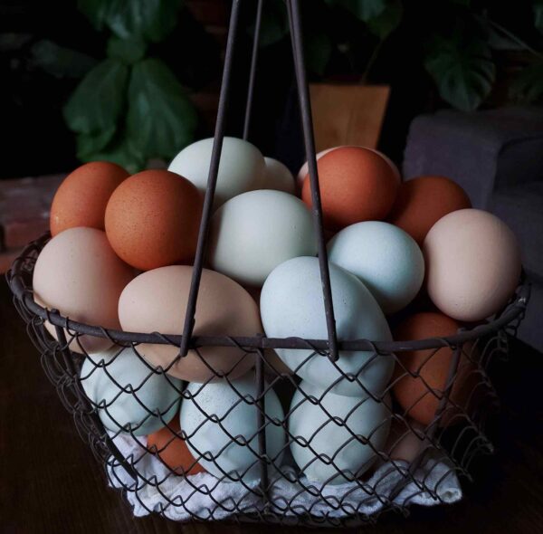 How to Start a Homestead 9 MustRead Tips for New Homesteaders Homestead and Chill