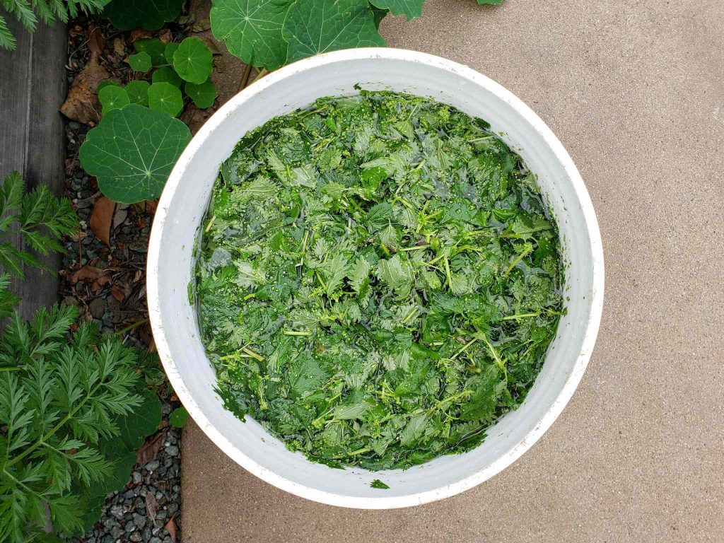 How to Make Stinging Nettle Fertilizer Tea to Feed Plants Homestead and Chill