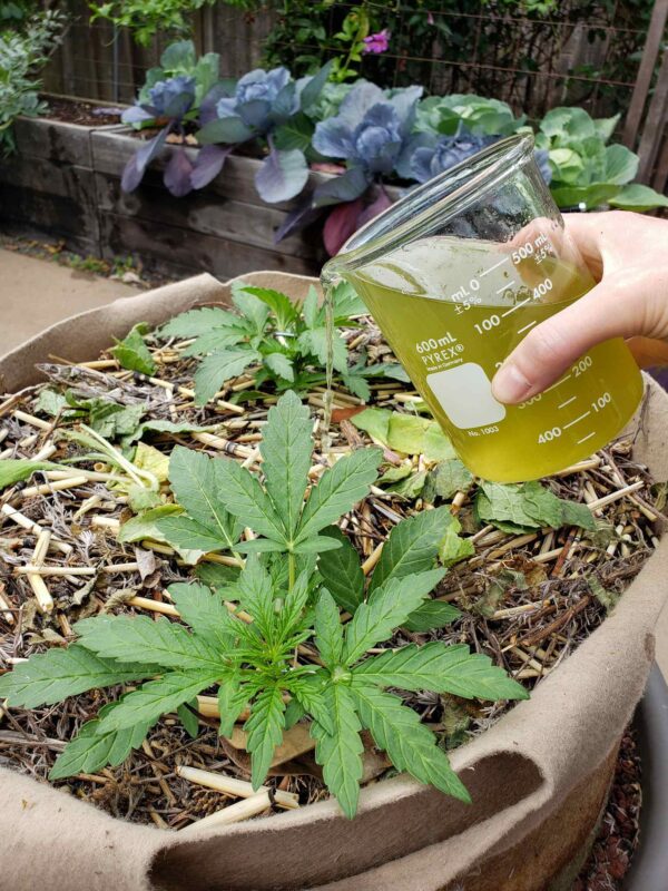 How to Make Stinging Nettle Fertilizer Tea to Feed Plants