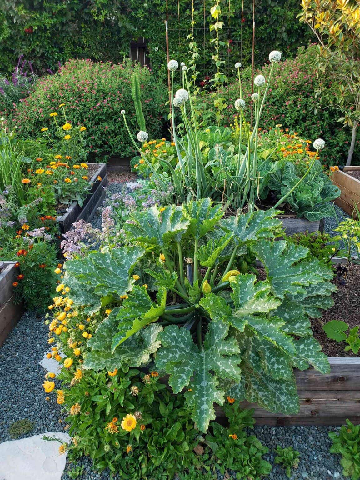 Companion Planting 101 (w/ Garden Companion Planting Chart Companion Planting 101 (w/ Garden Companion Planting Chart