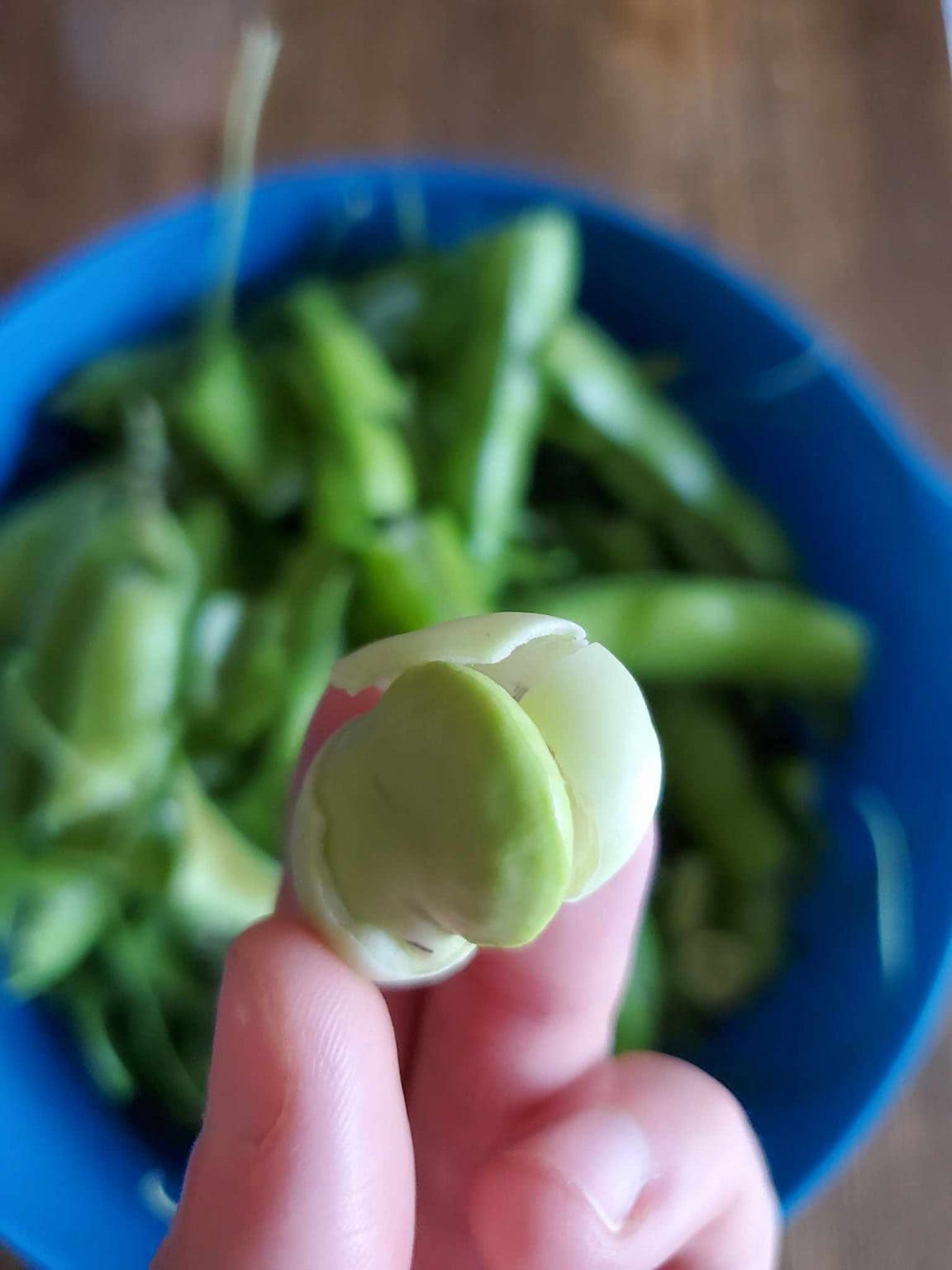 Pickled Fava Beans (Broad Beans) Quick & Easy Refrigerator Pickles