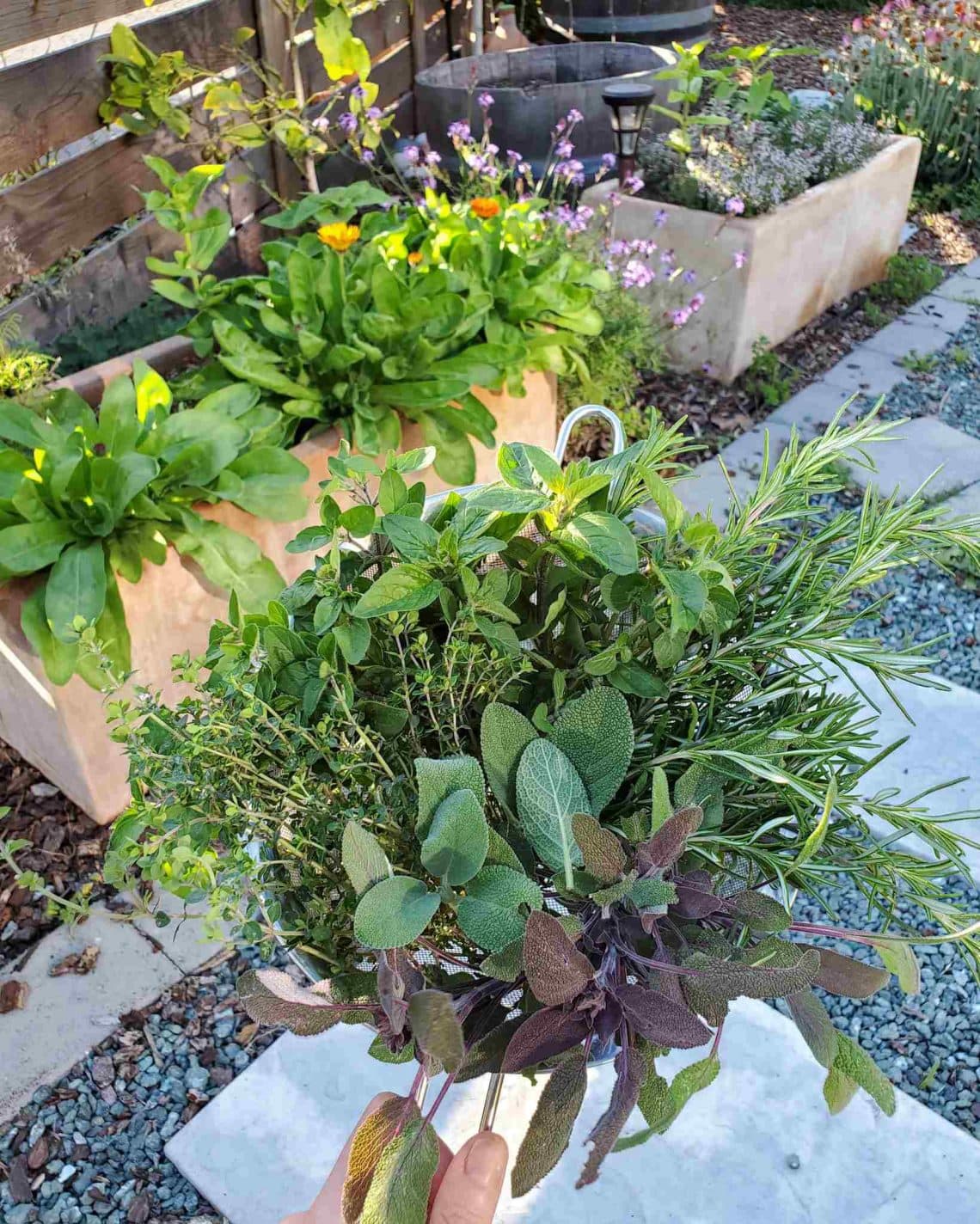 Growing Herbs 101 How to Start a Kitchen Herb Garden, Indoors or Out