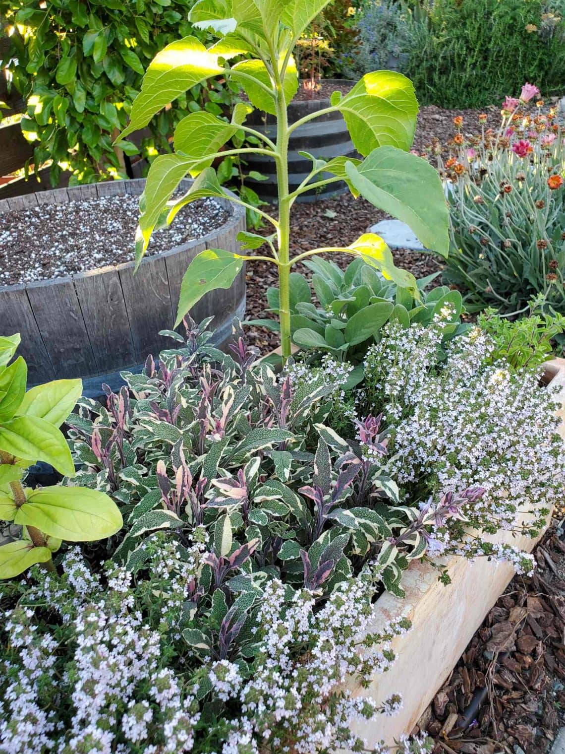 Growing Herbs 101 How to Start a Kitchen Herb Garden, Indoors or Out