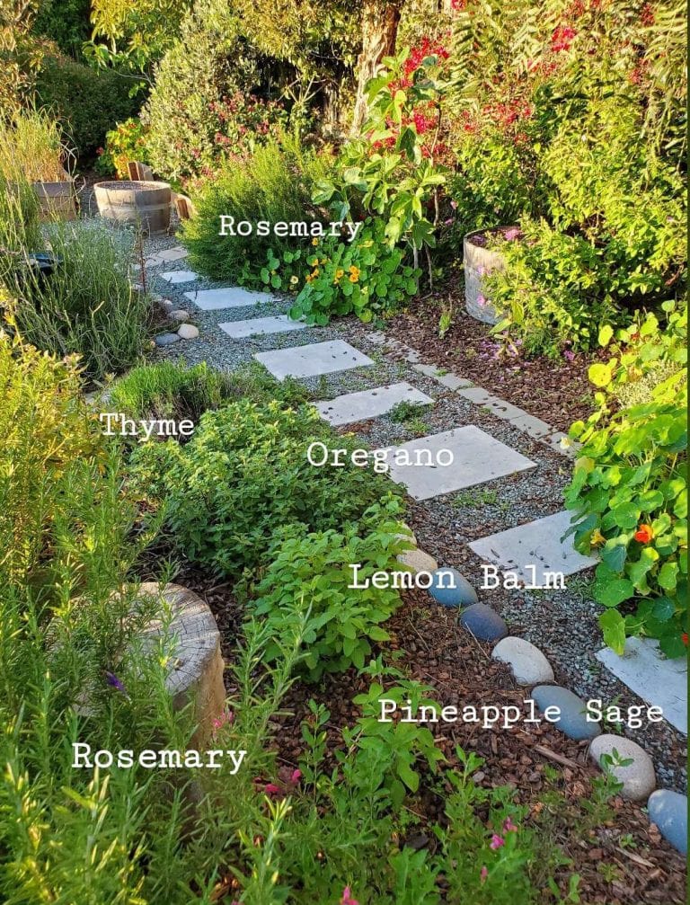 Growing Herbs 101 How to Start a Kitchen Herb Garden, Indoors or Out