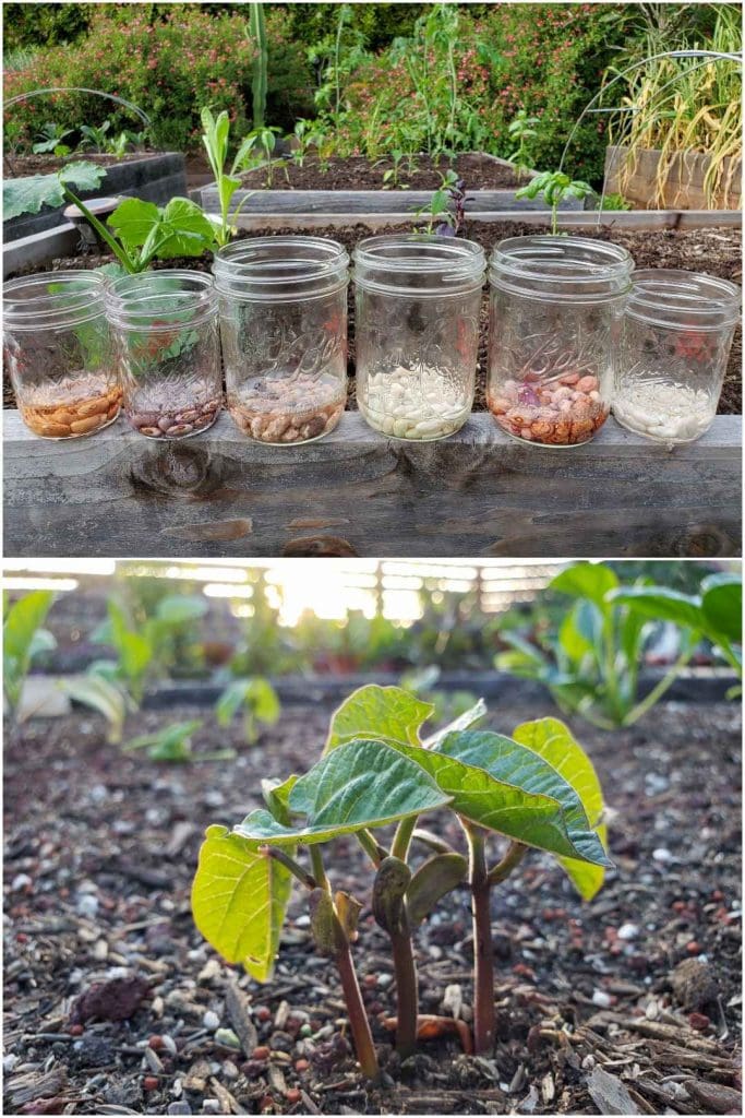 How to Grow Green Beans from Seed (Bush Beans & Pole Beans) Homestead and Chill