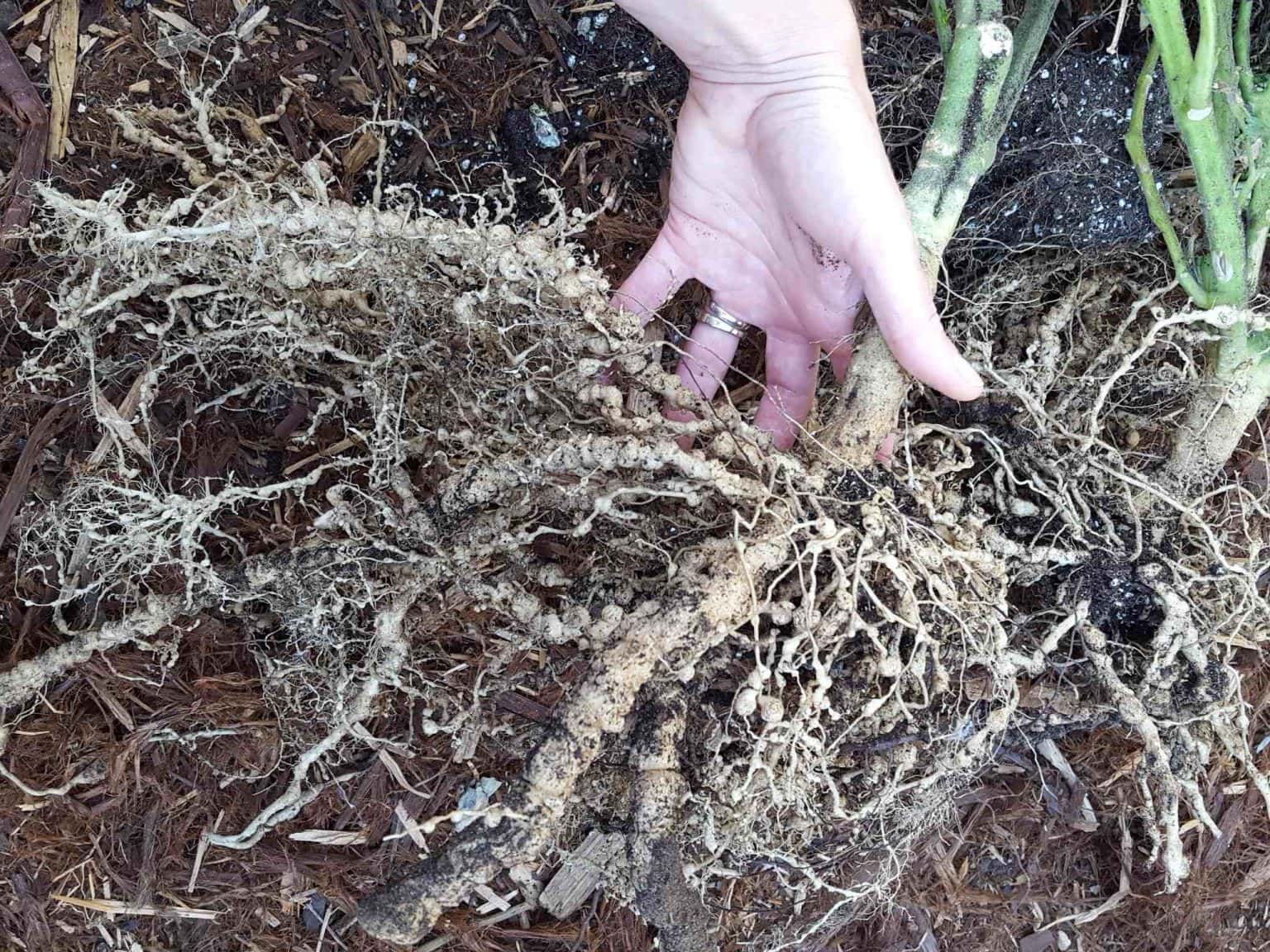 How to Kill Grubs & Garden Soil Pests Organically w/ Beneficial