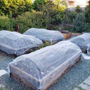 Woden raised garden beds are covered with hoops an row covers, protecting the seedlings growing in the beds.