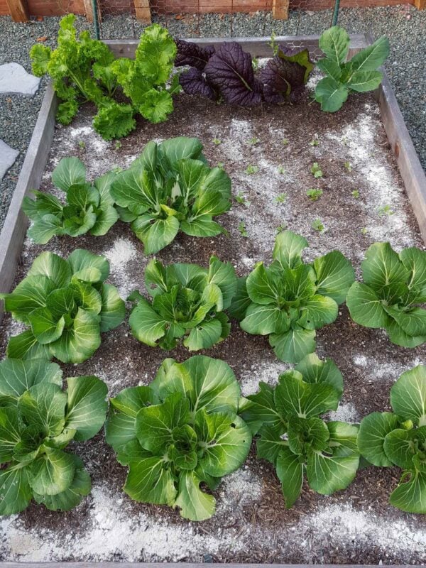 What is Diatomaceous Earth? How to Use DE for Garden Pest Control ...