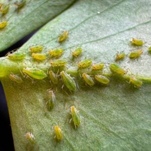 An extreme close up of tiny green aphids on the bottom of a plant leaf