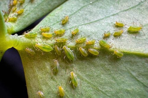 An extreme close up of tiny green aphids on the bottom of a plant leaf