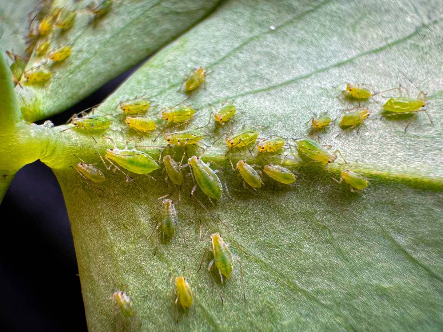 How to Get Rid of Aphids: 9 Natural Options ~ Homestead and Chill