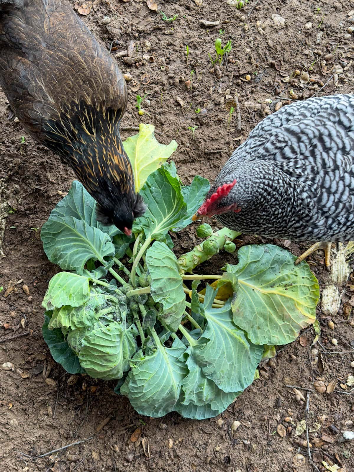 Two chickens standing over an aphid infested brussels sprout plant that was removed from the garden