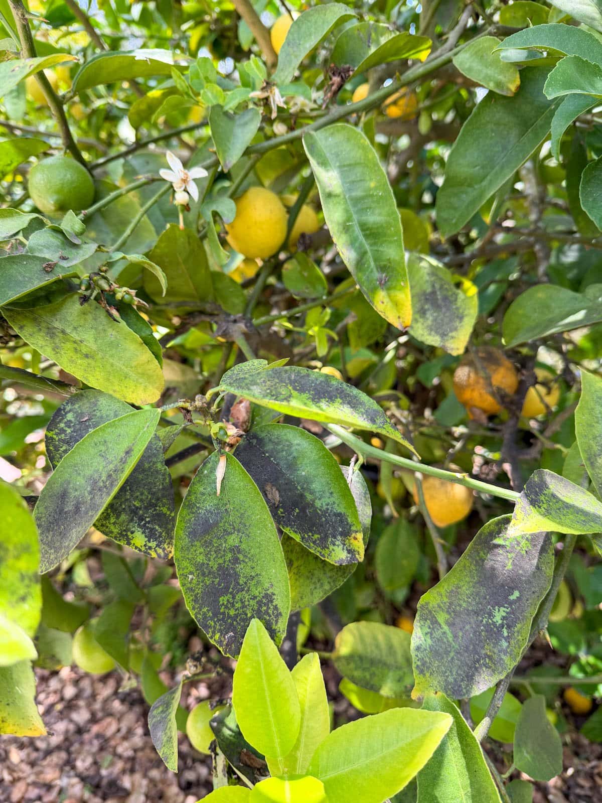 a close up of citrus tree leaves that are partially covered in a black residue or sooty mold