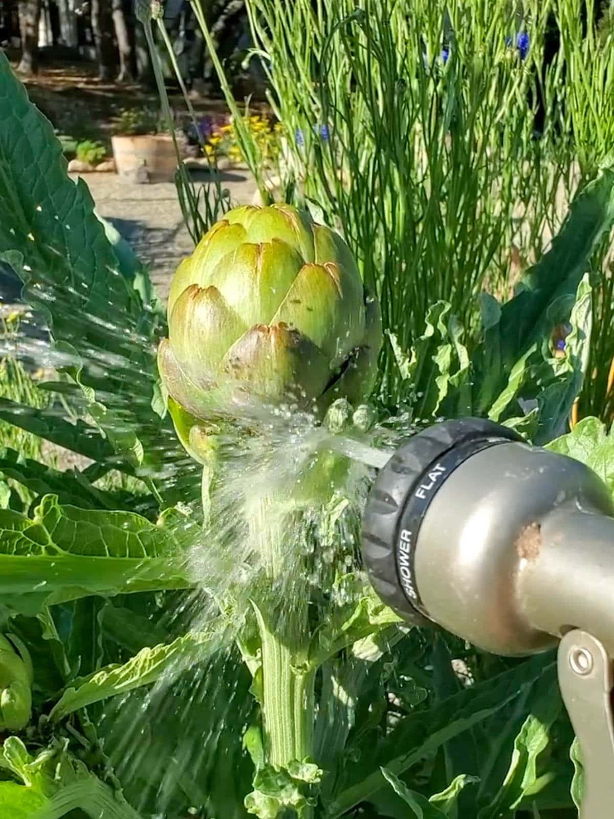 a hand holding a hose sprayer, where water is streaming out in a jet into an artichoke head growing in a raised garden bed