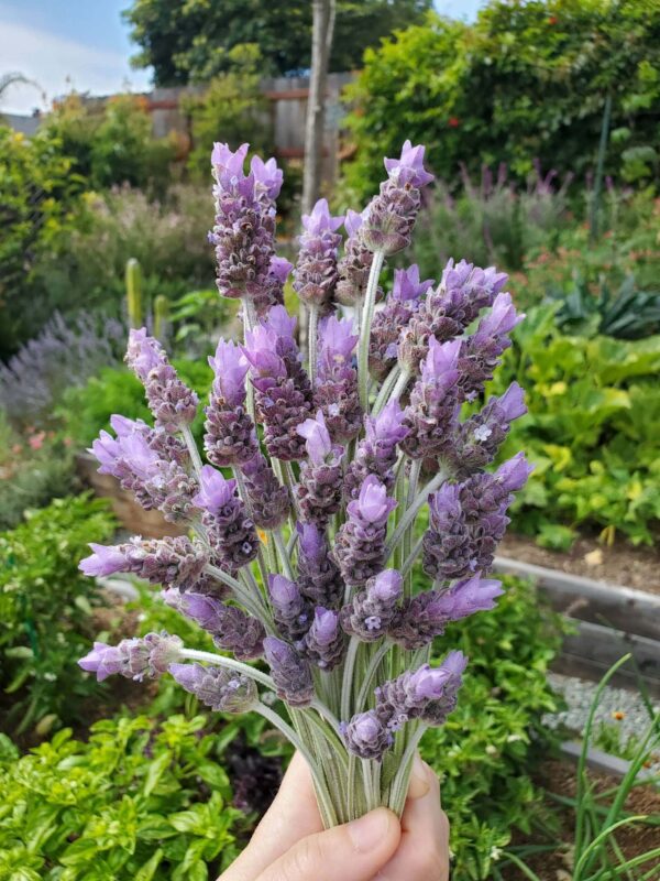 Harvesting Fresh Lavender How to Harvest, Prune & Dry Lavender Flowers