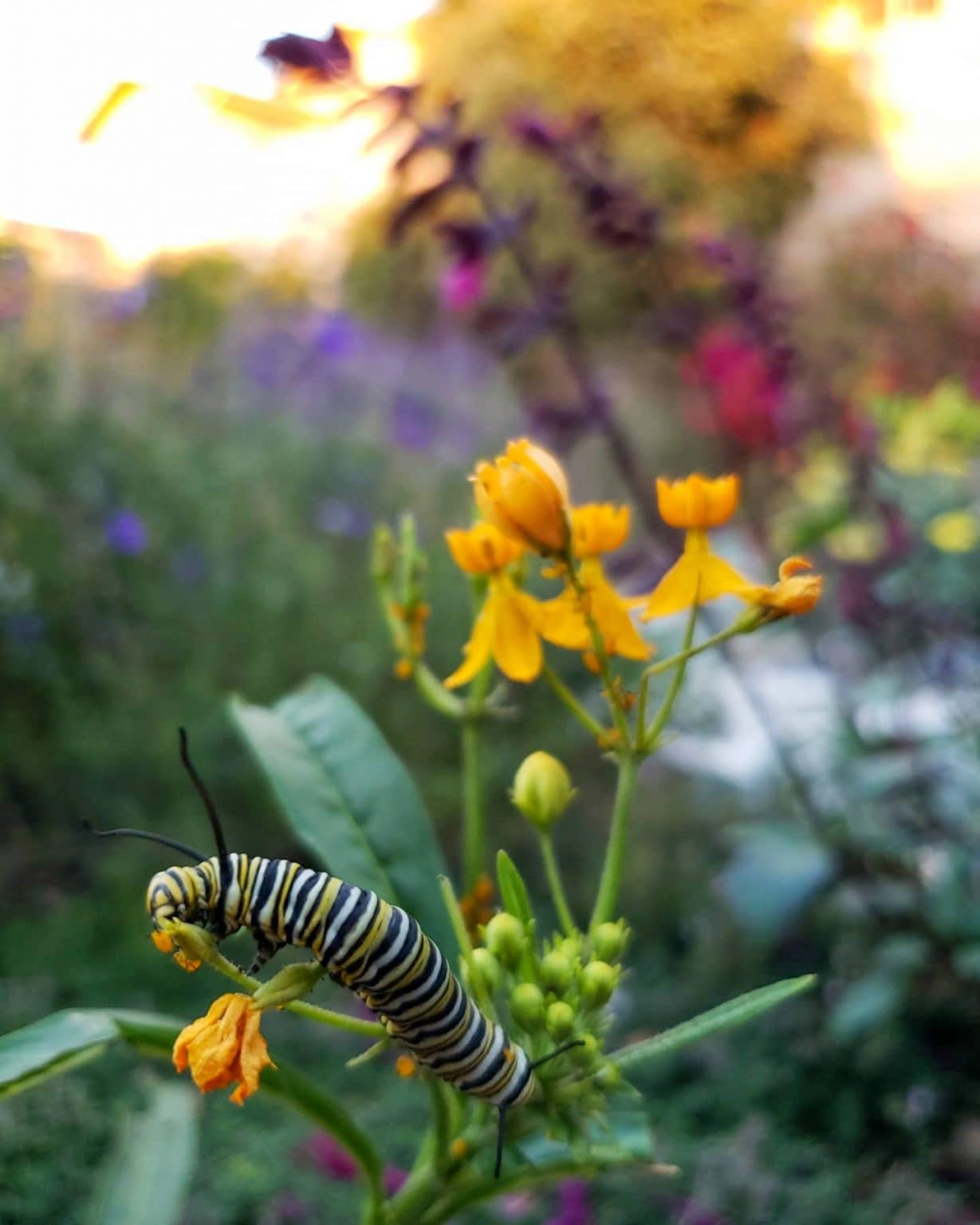 10 Ways to Help Pollinators: Save Bees, Butterflies & Beyond ...
