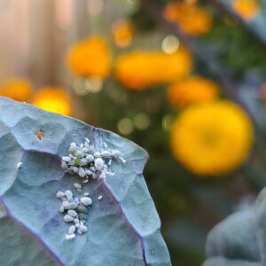 A number of tiny whitish gray aphids are accumulating on the underside of a lacinato kale leaf.
