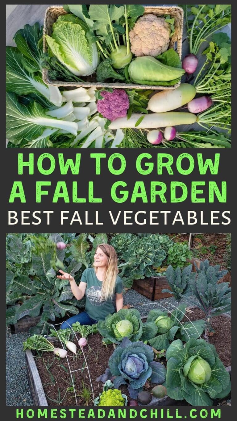 When to Plant a Fall Vegetable Garden (and What to Grow) ~ Homestead ...