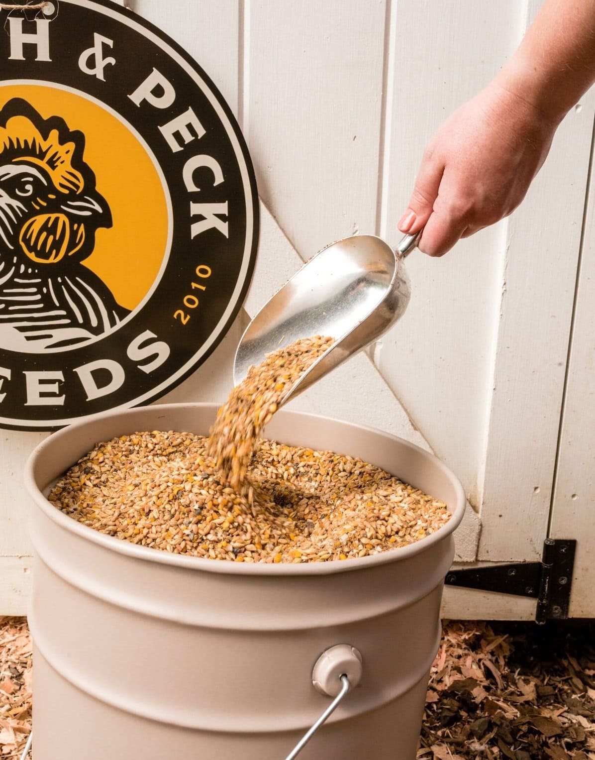 a hand holding a metal scoop of dry chicken grains over a full 5-gallon bucket of the feed below
