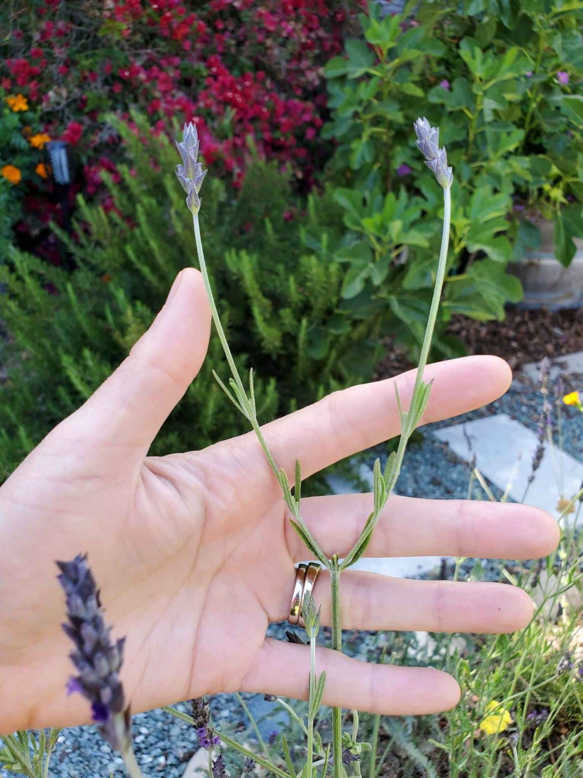 Harvesting Fresh Lavender How to Harvest, Prune & Dry Lavender Flowers Homestead and Chill