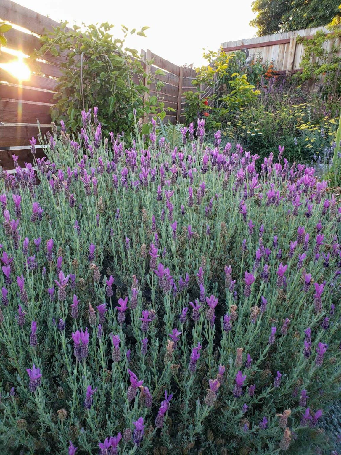 Harvesting Fresh Lavender How to Harvest, Prune & Dry Lavender Flowers Homestead and Chill