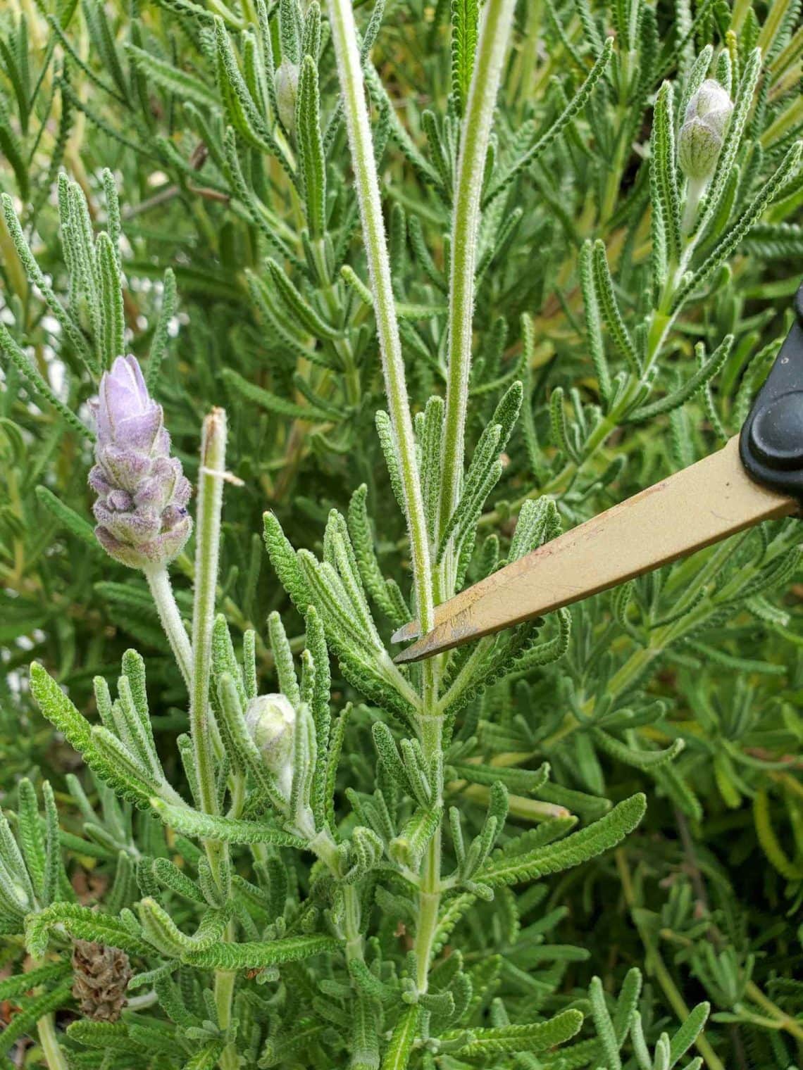 Harvesting Fresh Lavender How to Harvest, Prune & Dry Lavender Flowers