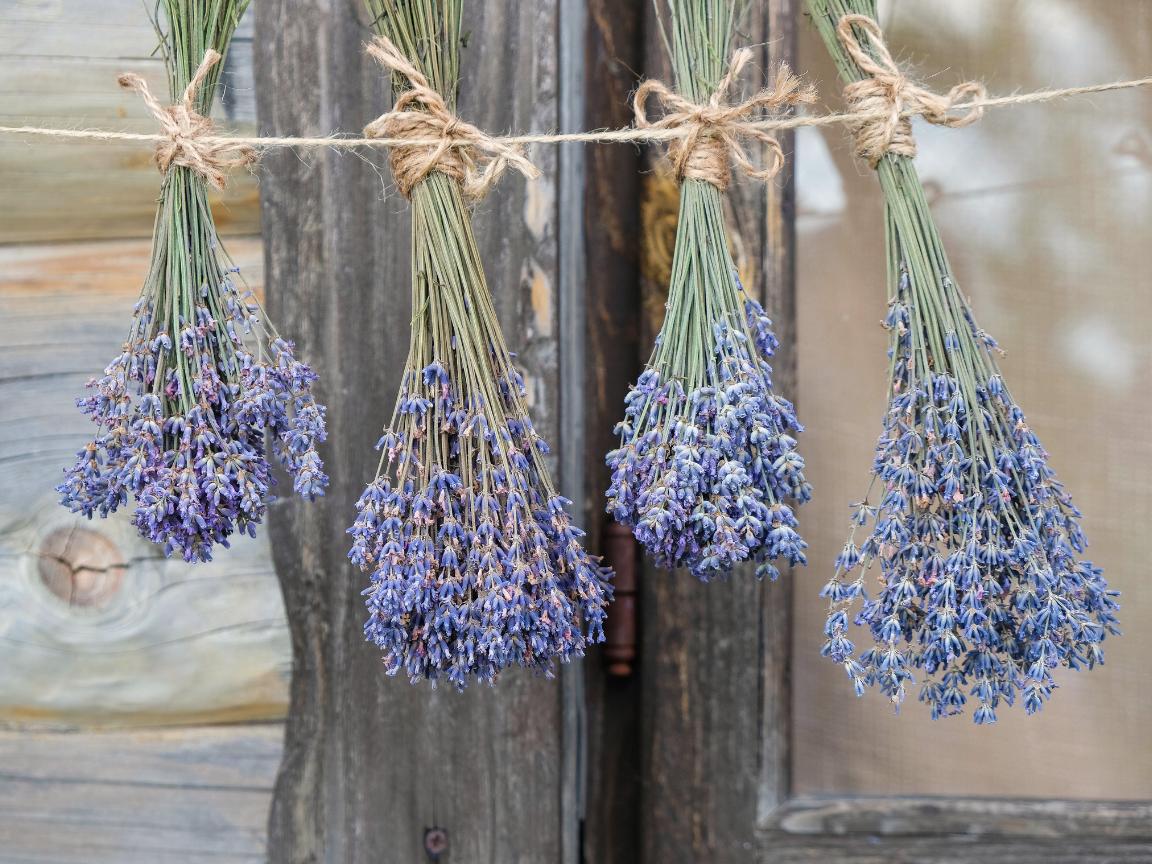 Four small bunches of English lavender tied with brown twine, hanging upside down in front of a rustic wooden window to dry
