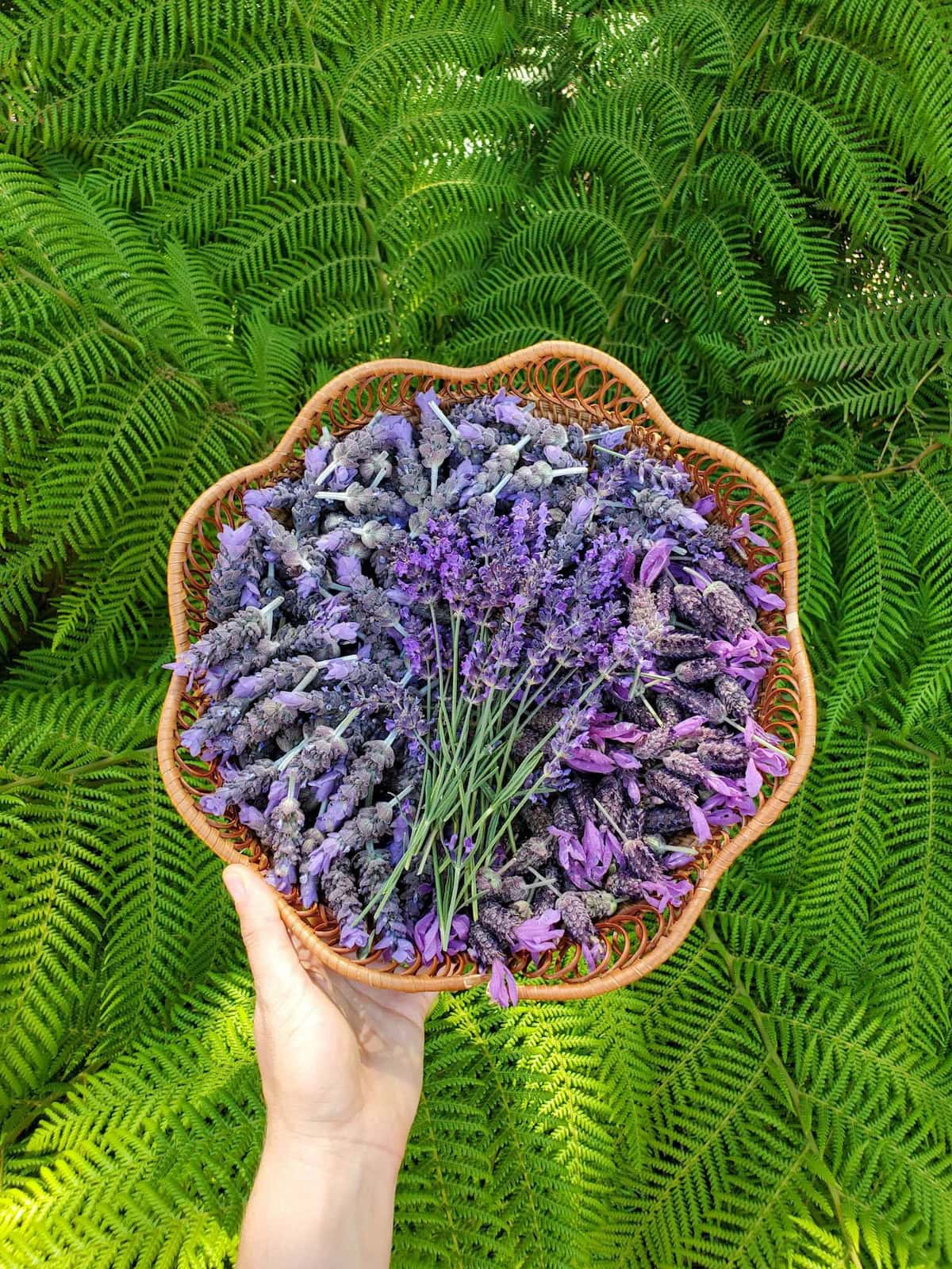 A small wicker basket full of freshly harvested lavender flowers being held in front of large ferns.  