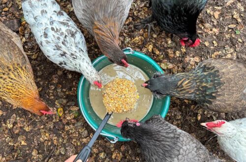 looking down on a group of chickens standing in a circle with their heads hovering over a bucket of fermented chicken feed
