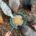 looking down on a group of chickens standing in a circle with their heads hovering over a bucket of fermented chicken feed