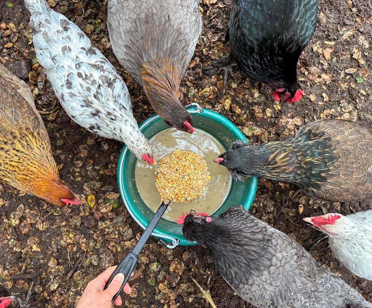 looking down on a group of chickens standing in a circle with their heads hovering over a bucket of fermented chicken feed